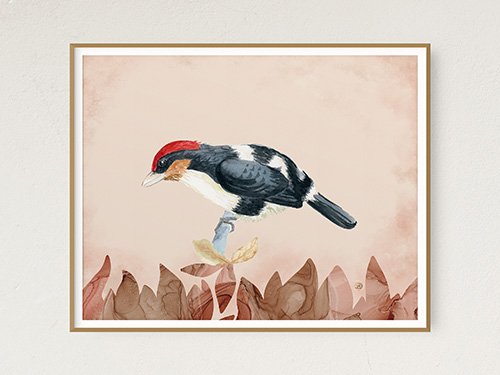 Black-girdled Barbet – Bird Art Print