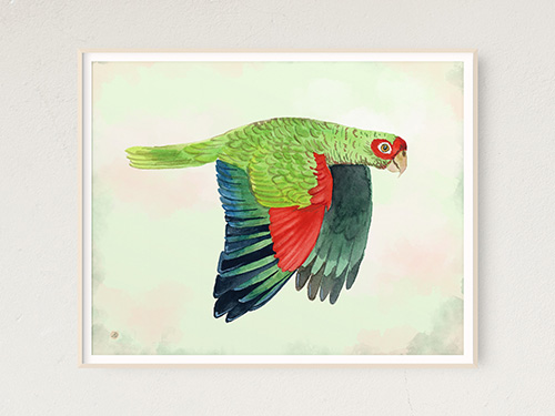 Red-spectacled Parrot – Art Print